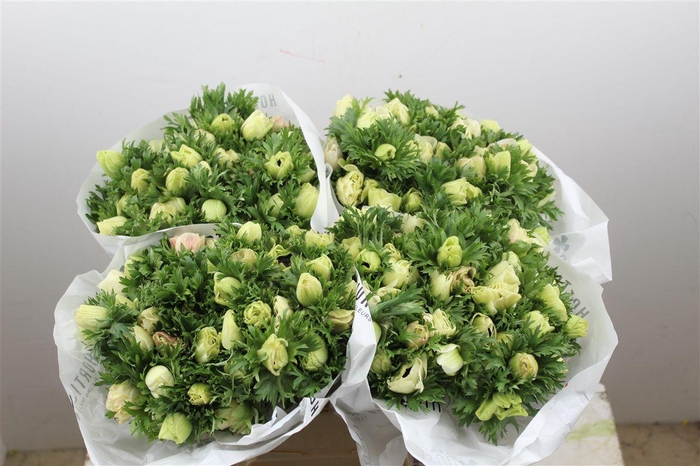 <h4>Anem Marianne Panda White</h4>