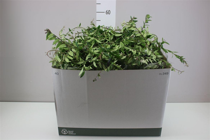 <h4>Aeschynanthus Caroline Hang</h4>