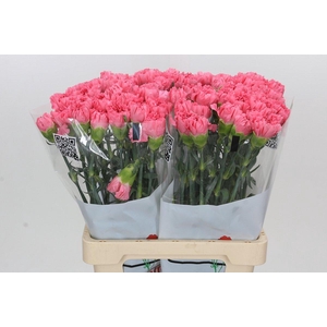 Dianthus St Cerisier