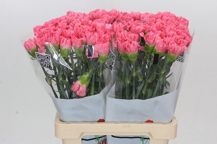 <h4>Dianthus St Cerisier</h4>