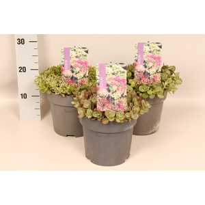 vaste planten 19 cm  Sedum Divers