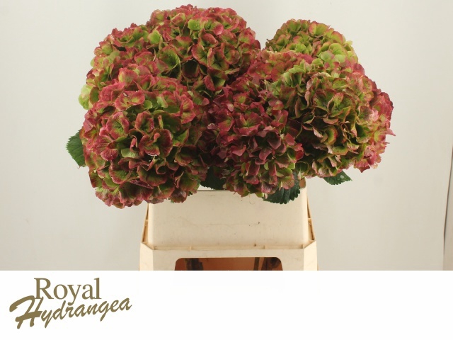 <h4>HYDR M CH VERENA CL</h4>