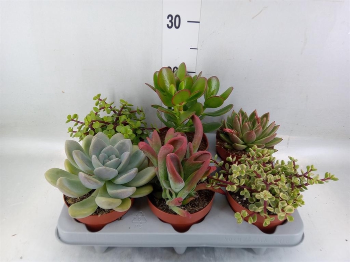 <h4>Succulents   ...</h4>