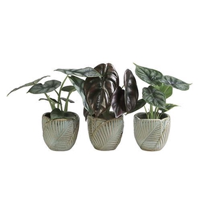 ALOCASIA MIX P6 L 65961