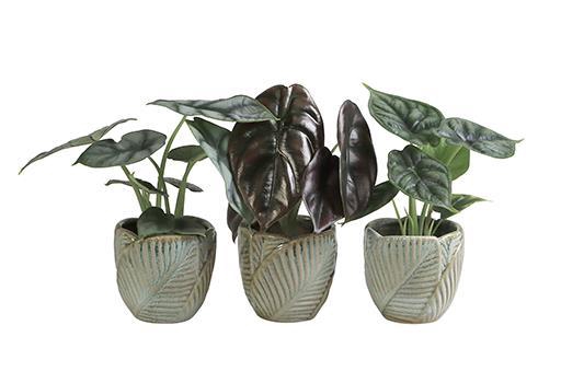 <h4>ALOCASIA MIX P6 L 65961</h4>