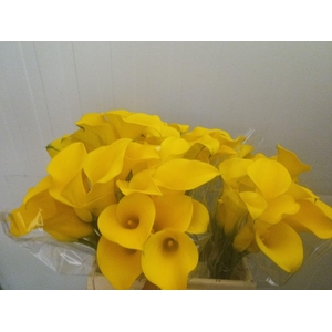 Calla Golden Nugget