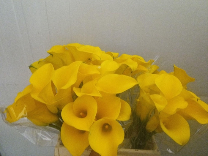 <h4>Calla Golden Nugget</h4>
