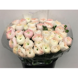 Ran Su Sr Hanoi Super Giga