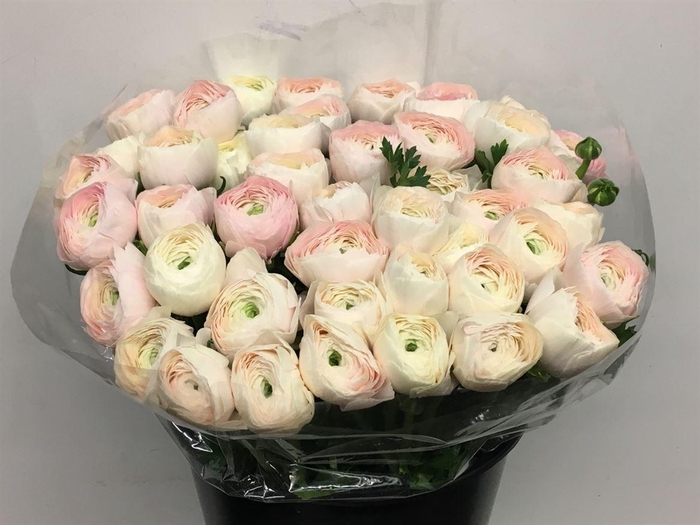 <h4>Ran Su Sr Hanoi Super Giga</h4>