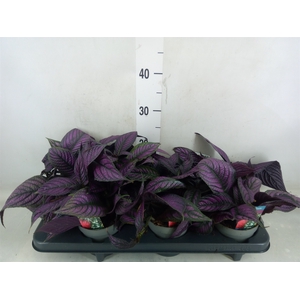 Strobilanthes