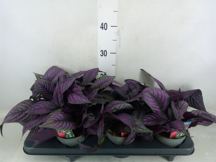 <h4>Strobilanthes</h4>