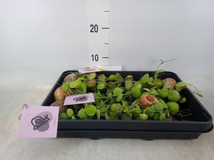 <h4>Arr.  Dischidia</h4>