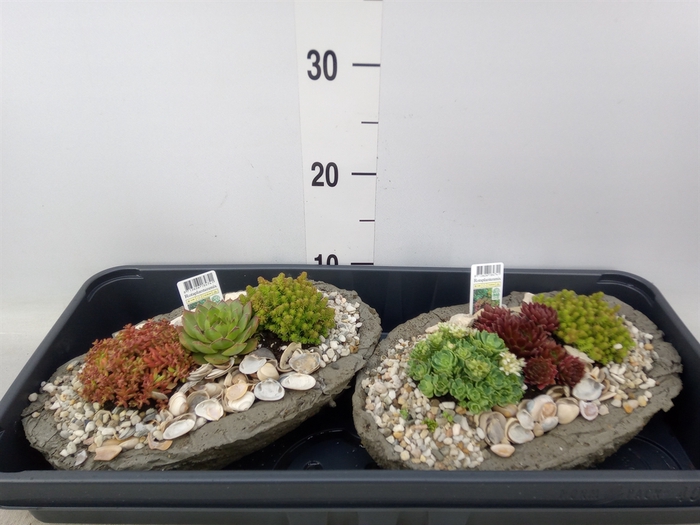<h4>Arr.   Tuinplanten L%</h4>