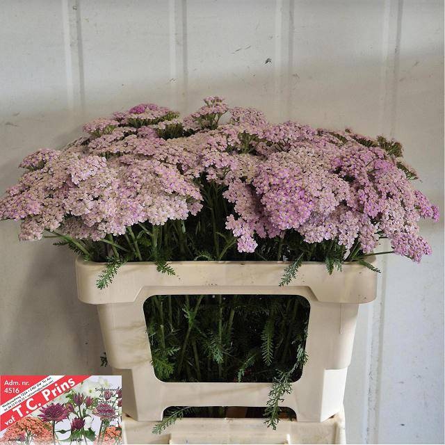 <h4>ACHIL M LILAC BEAUTY</h4>