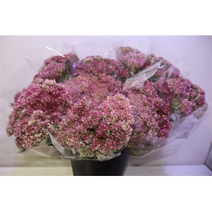 Sedum Spectabile X5