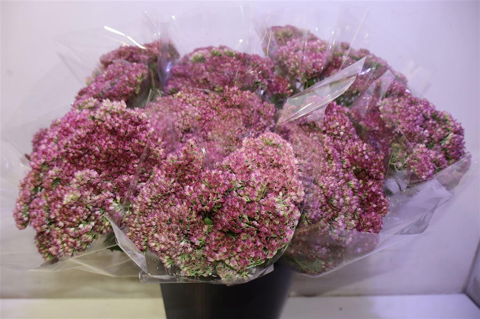<h4>Sedum Spectabile X5</h4>