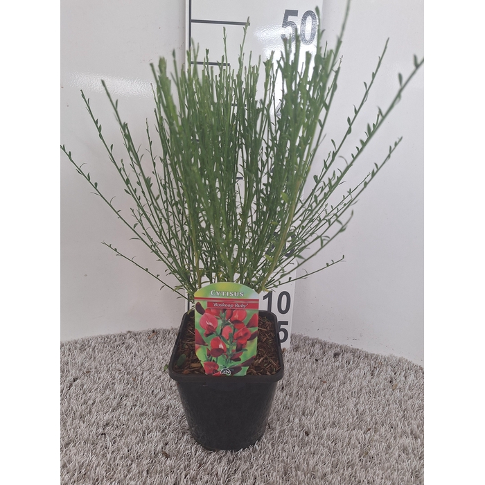 <h4>Cytisus Praecox Grp 'Boskoop Ruby'</h4>