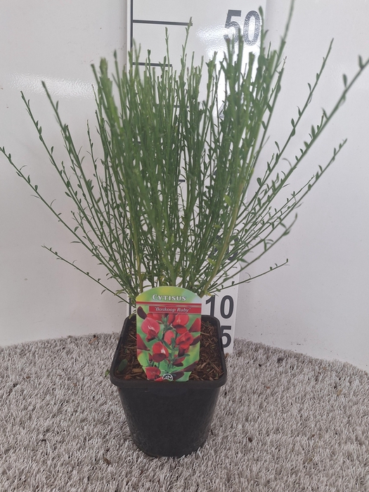 Cytisus Praecox Grp 'Boskoop Ruby'