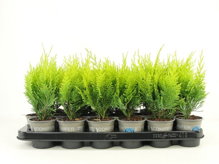 <h4>Chamaecyparis lawsoniana 'Stardust' P9</h4>