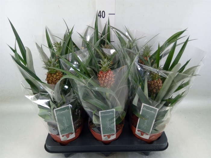<h4>Ananas  'Rosita'</h4>