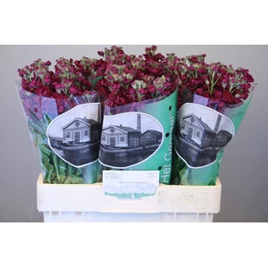 MATTH AIDA PURPLE