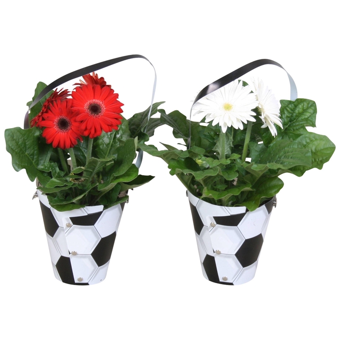 <h4>Gerbera gemengd belicht 2+ in draagtas voetbal</h4>