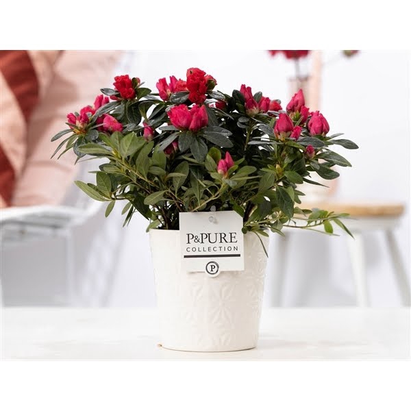 <h4>1st class Azalea red in P&PURE Juliette ceramics white</h4>