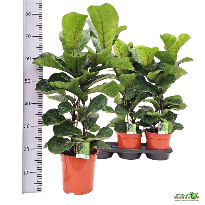 <h4>FICUS LYRATA BAMBINO</h4>