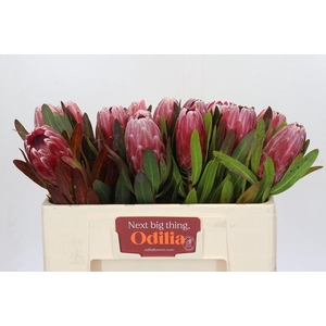 Protea Pink Ice