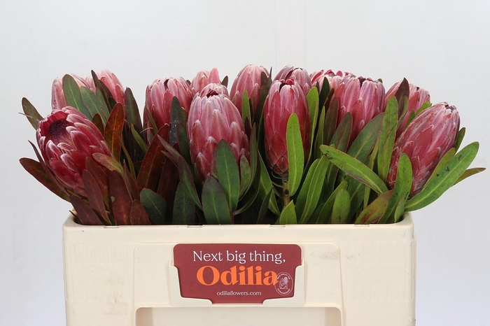 <h4>Protea Pink Ice</h4>