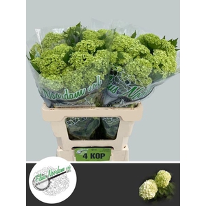 Viburnum Greenhouse 4 Kop Filius