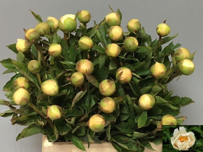 <h4>PAEO CLAIRE DE LUNE</h4>