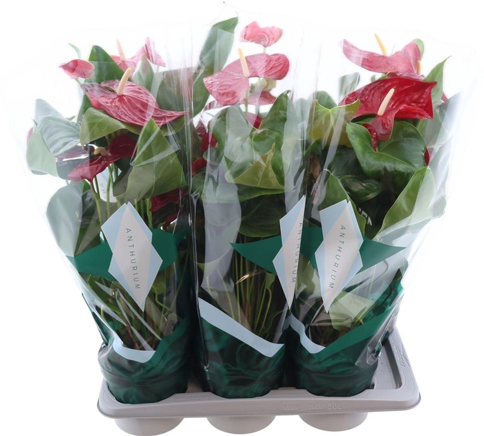 <h4>Anthu An Nevada</h4>