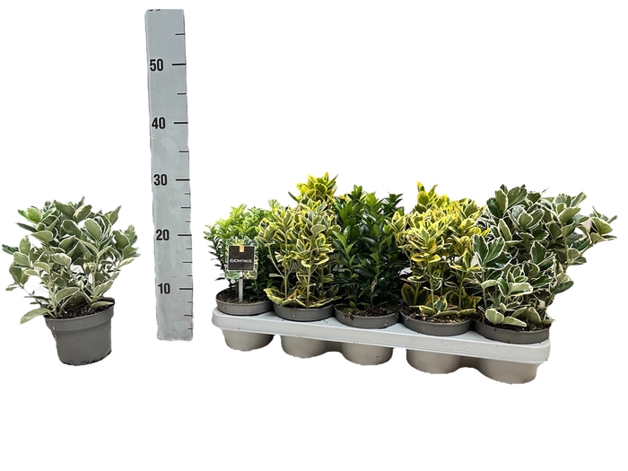 <h4>EUONYMUS JAP GEM</h4>