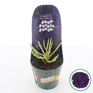 Hydrangea macr. Music Collection® 'Deep Purple Dance'® C2 (17cm.) Potcover