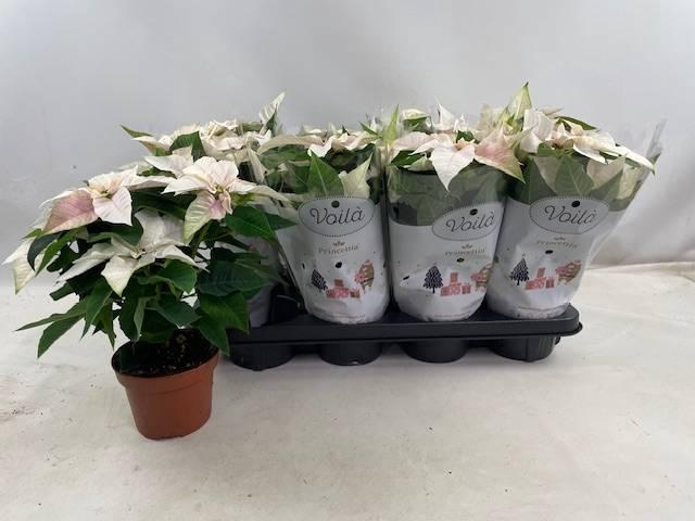 <h4>PRINCETTIA PEARL P12</h4>