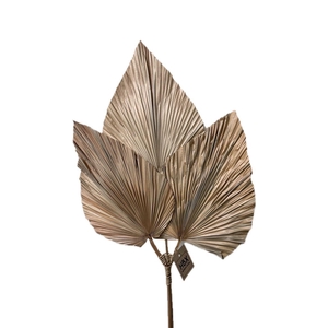 Deco Palm 3 Pieces L100