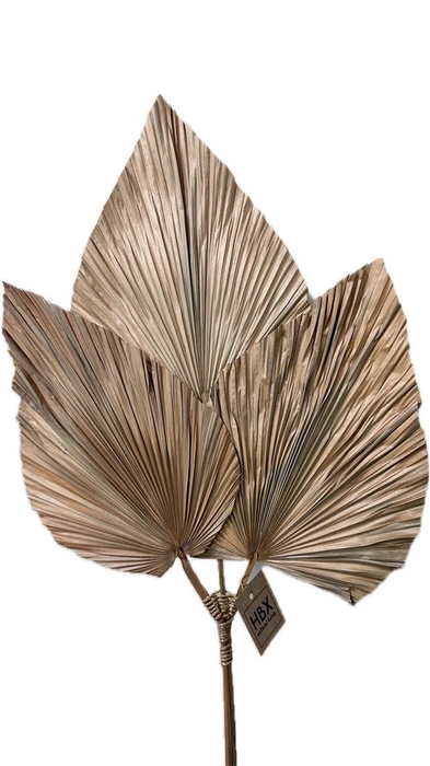 <h4>Deco Palm 3 Pieces L100</h4>
