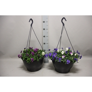 Hangpot 30 cm met waterreservoir Viola Cornuta divers