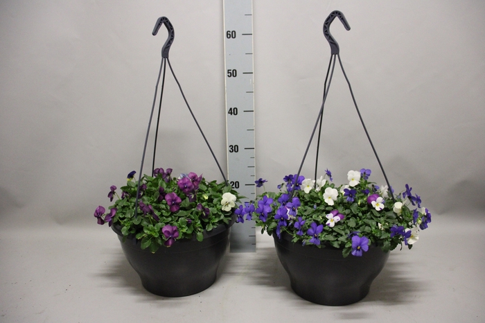 Hangpot 30 cm met waterreservoir Viola Cornuta divers