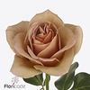 Rosa garden cafe latte