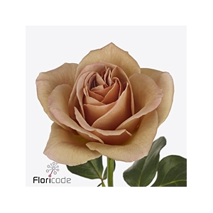 Rosa garden cafe latte