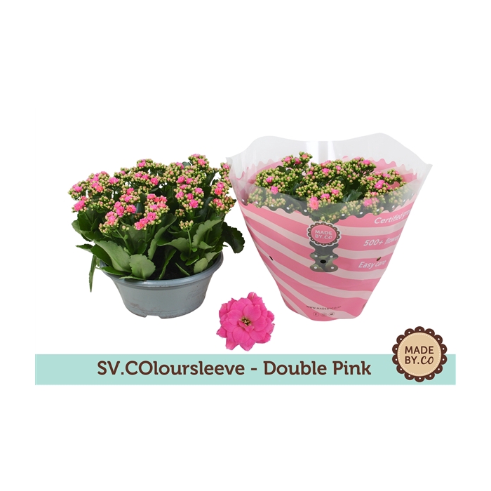 <h4>Kalanchoë Double Pink in SV.COloursleeve</h4>