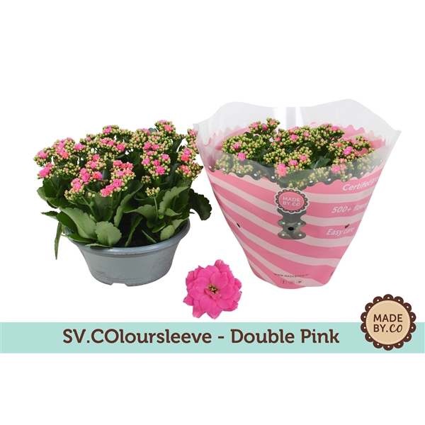 <h4>Kalanchoë Double Pink in SV.COloursleeve</h4>