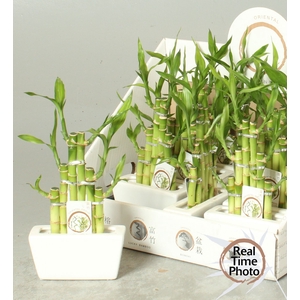 DRA LUCKY BAMBOO