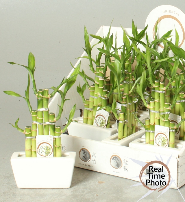 <h4>DRA LUCKY BAMBOO</h4>