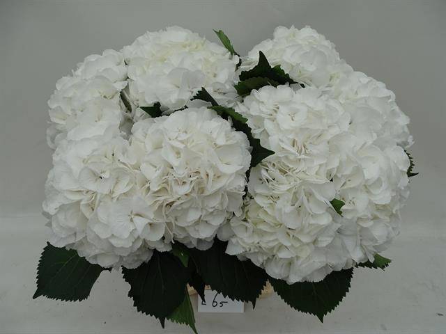 <h4>HYDR M SCHNEEBALL</h4>