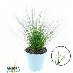 Scirpus Isolepis