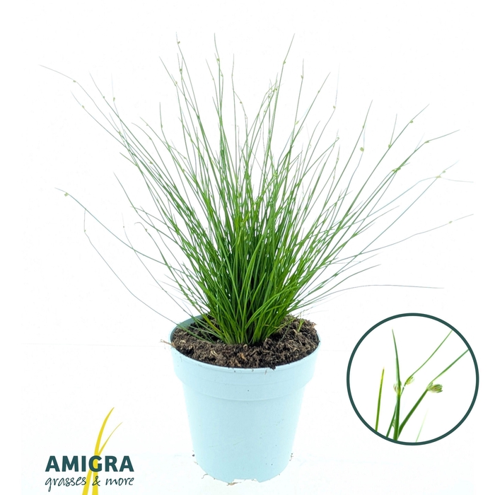 <h4>Scirpus Isolepis</h4>