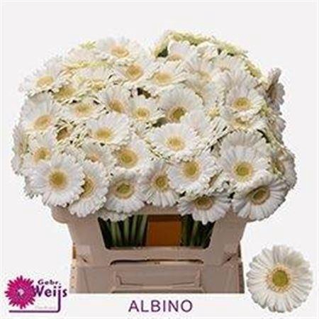 <h4>Ge Mi Albino</h4>